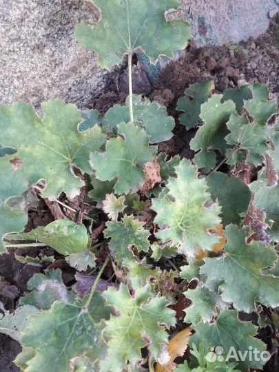 Анемона, гравилат, гейхера