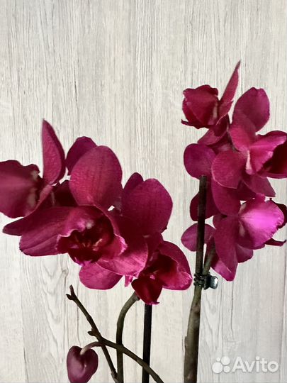 Орхидея бабочка