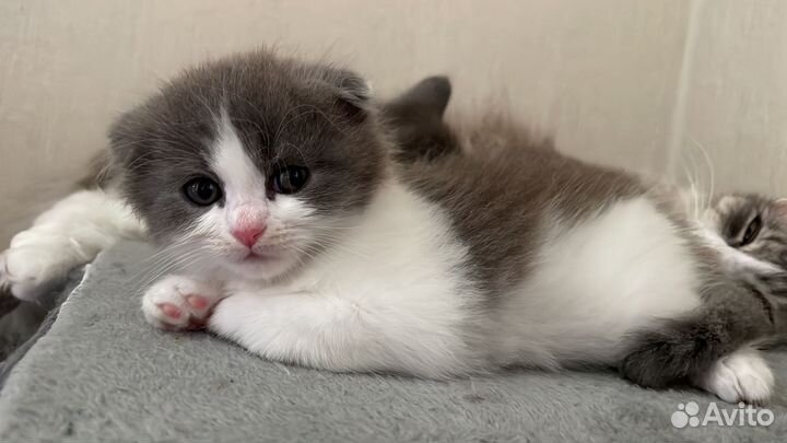 Котята