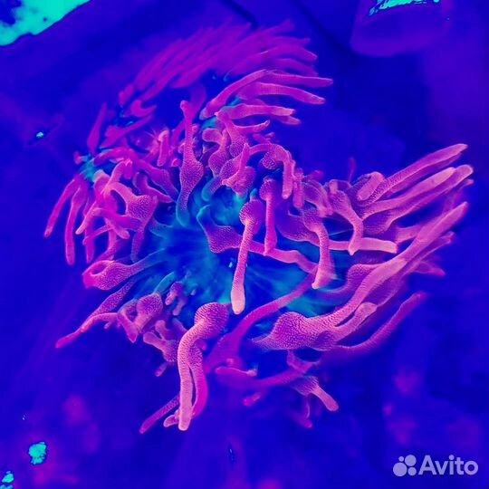 Обслуживание пресноводных и морских аквариумов