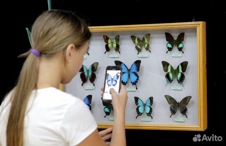 Франшиза Выставки Живых Тропических Бабочек