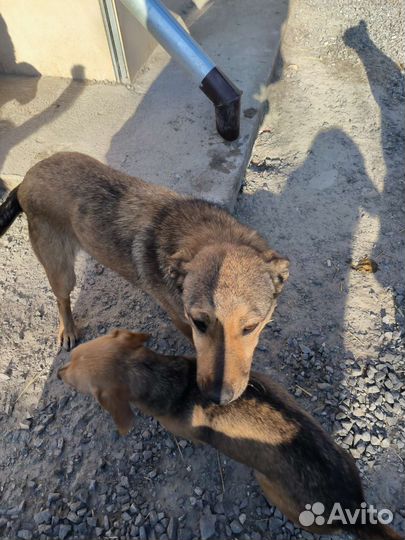 Малышка в дар