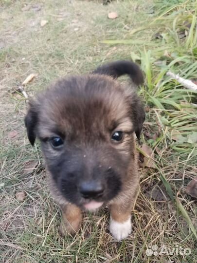 Маленькая собака в добрые руки бесплатно