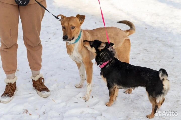 Молодой пес в добрые руки
