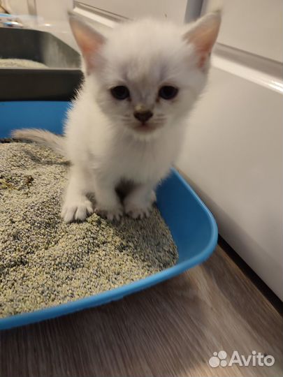 Шотландские вислоухие котята