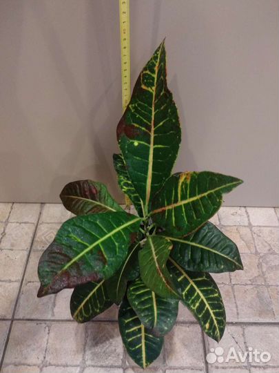 Кротон Петра