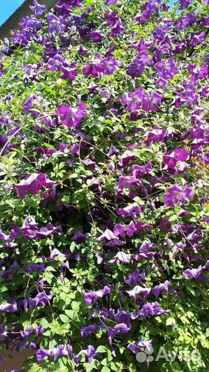 Рассада цветов