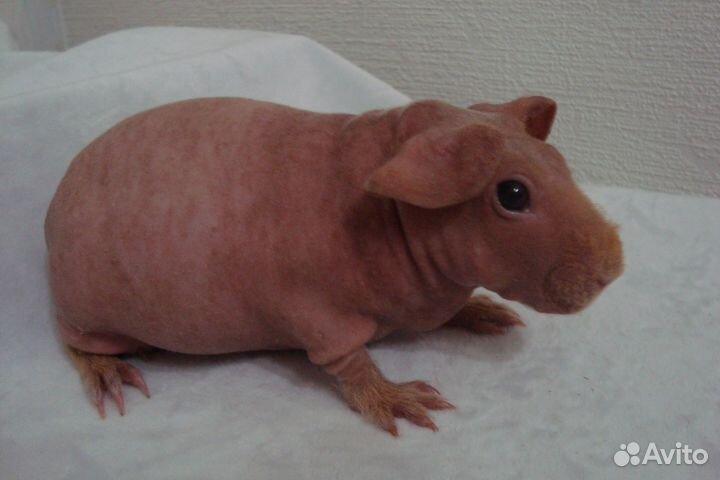 Морские свинки скинни