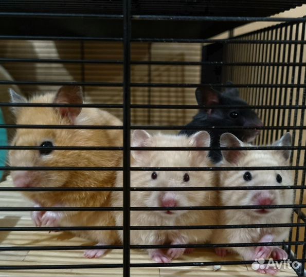 Ласковые ангорские и сирийские хомячки