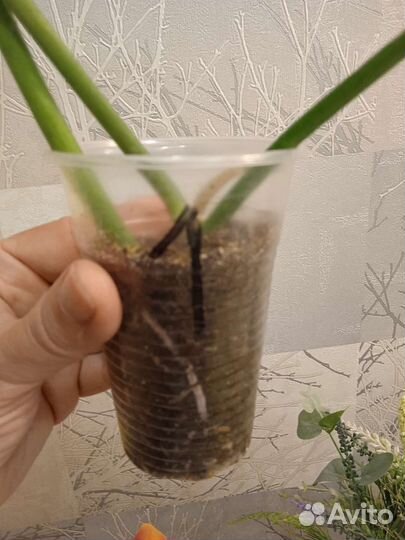 Филодендрон Тортум