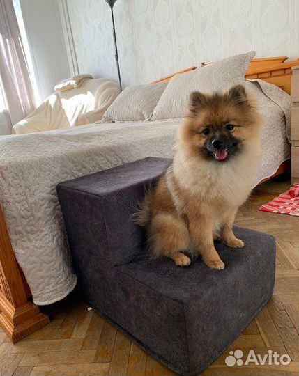 Ступеньки для собак