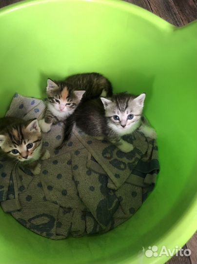 Котята бесплатно