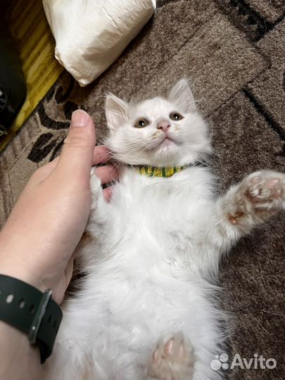 Очень пушистый парень