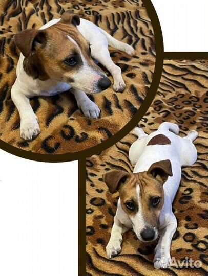 Джек Рассел терьеры