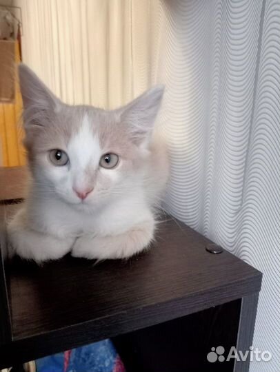 Отдам в добрые руки