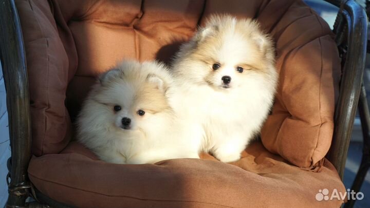 Шпиц мини померанский