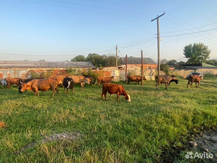 Продается крс