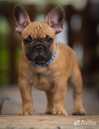 Рыжие щенки французики