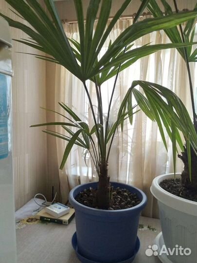 Пальма веерная