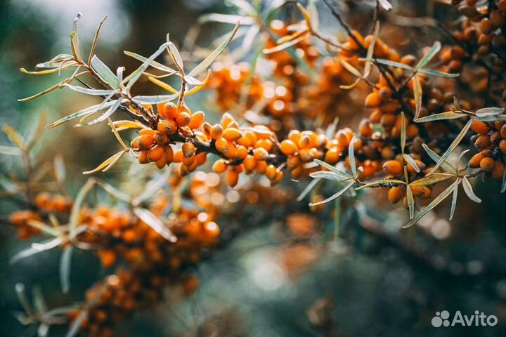 Облепиха саженцы