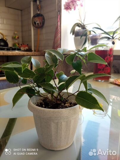 Фикус Бенджамина Кинки