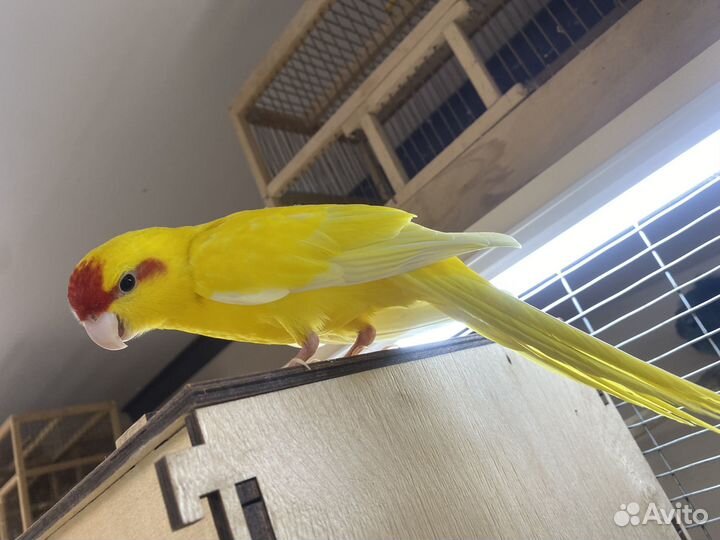 Попугай корелла