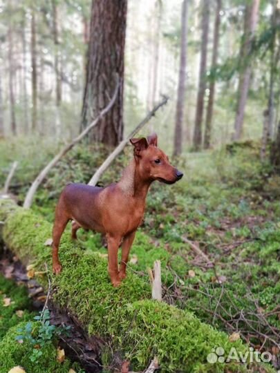 Вязка цвергпинчер