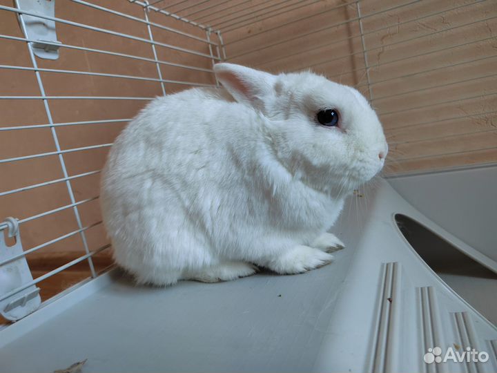 Декоративные кролики