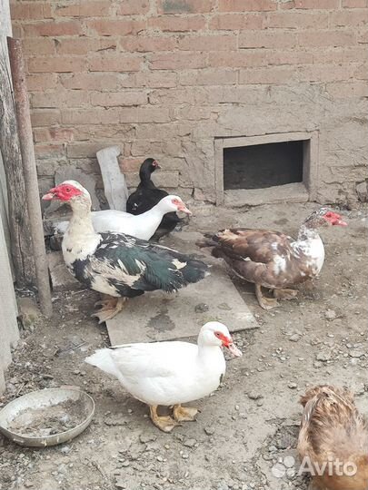 Инкубационное яйцо мускусной утки