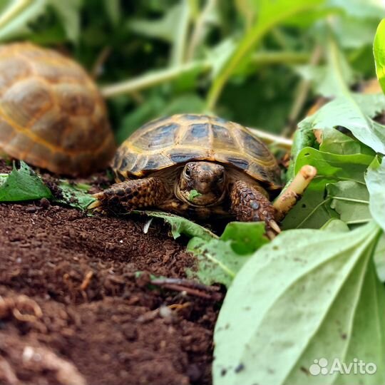 Черепаха сухопутная