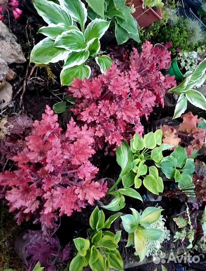 Красота у вашего дома