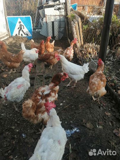 Куры несушки
