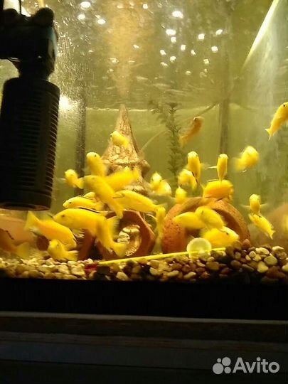 Мальки хаплахромис васельковый(джексон)