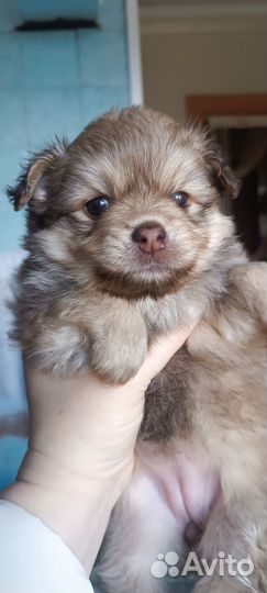 Щенки померанского шпица