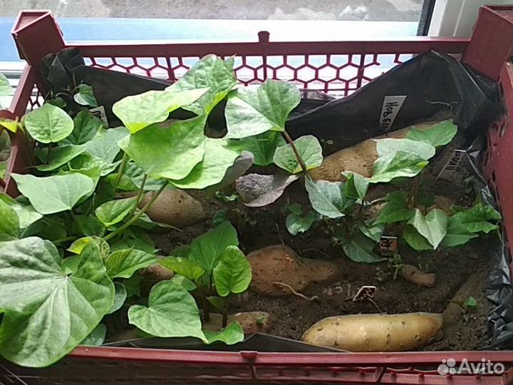 Батат клубни на рассаду