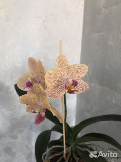 Фаленопсис Sunset Love