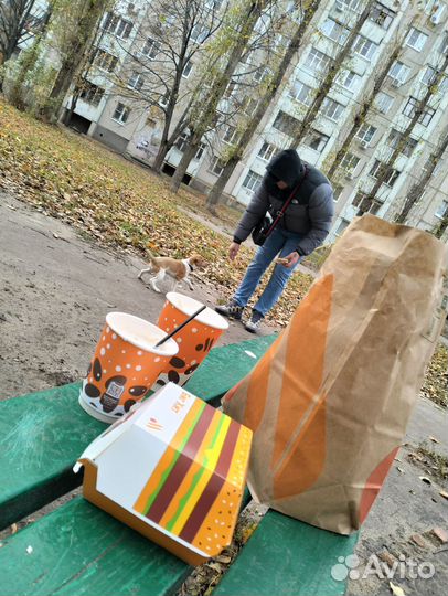 Джек Рассел терьер