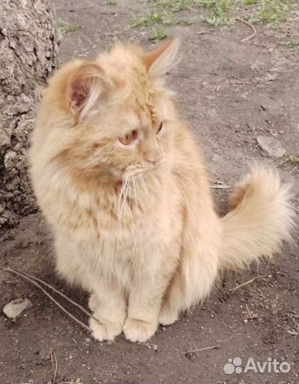 Котик