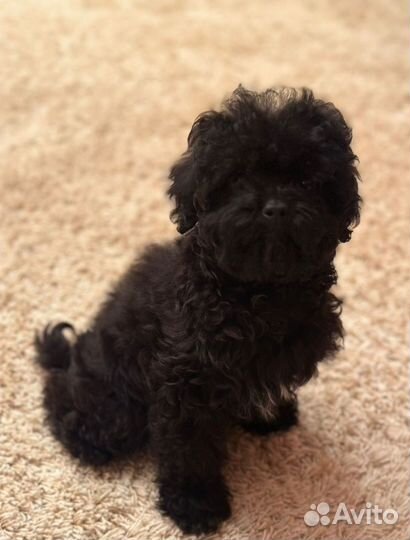 Мальтипу подростки