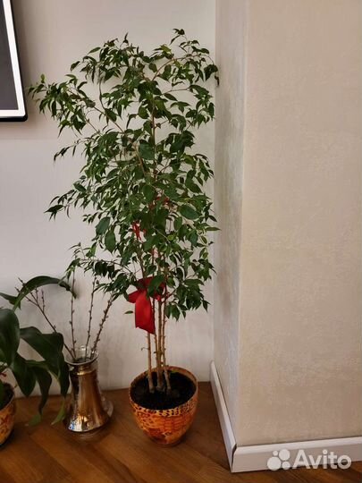 Фикус бенджамина большой