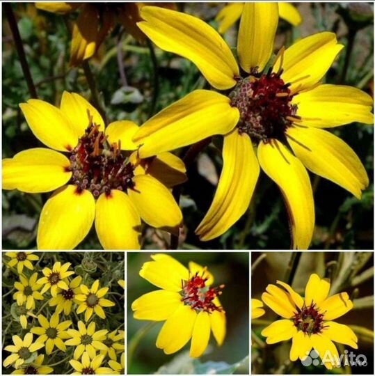 Эдельвейс,Книфофея,Берландиера,Ратибида семена