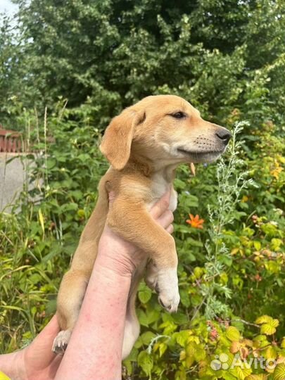 Щенок ждет хозяев