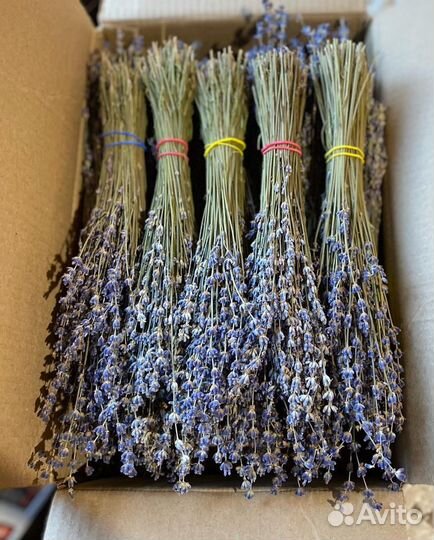 Лаванда крымская