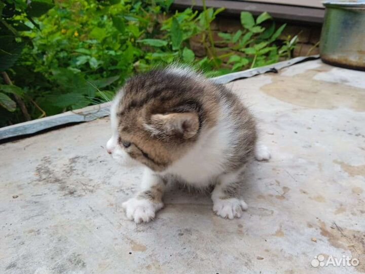 Кошка в дар