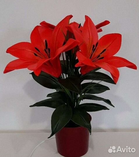 Красавица Лилия