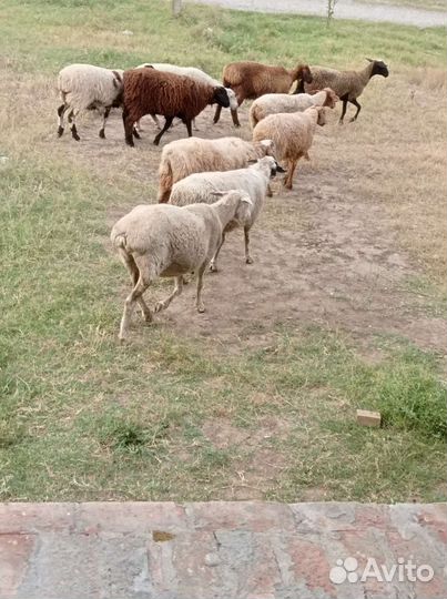 Овцы бараны