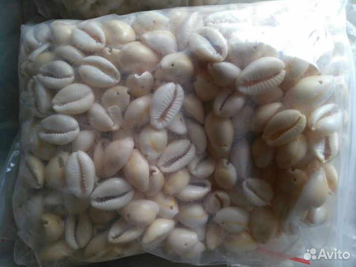 Ракушки