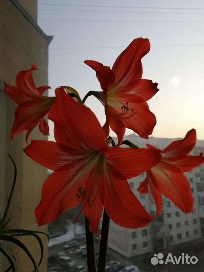 Амариллис Гипеаструм