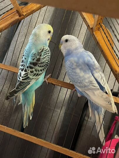 Волнистые попугаи с клеткой