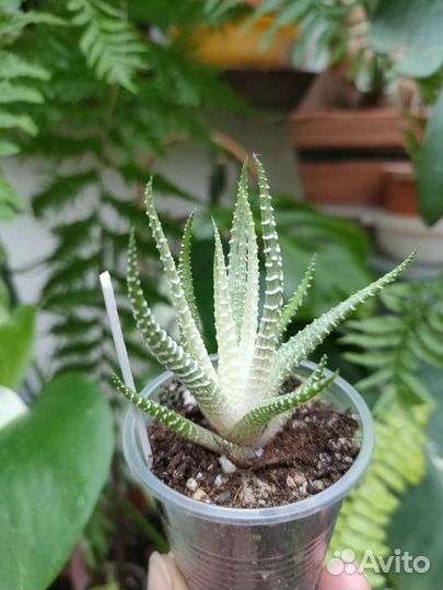 Хавортия, Сансевиерия цилиндрика, Суккуленты